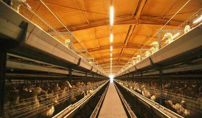 華英農(nóng)業(yè)榮獲首批國(guó)家級(jí)農(nóng)業(yè)高質(zhì)量發(fā)展標(biāo)準(zhǔn)化示范基地稱號(hào)，畜牧漁業(yè)飼料銷售邁向新篇章